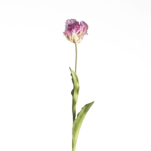 AF Tulip Parrot L60cm Purple