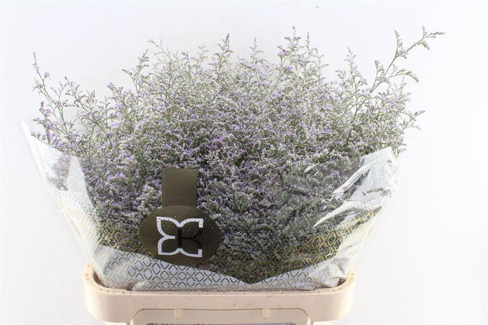 <h4>Lim Misty Blue</h4>