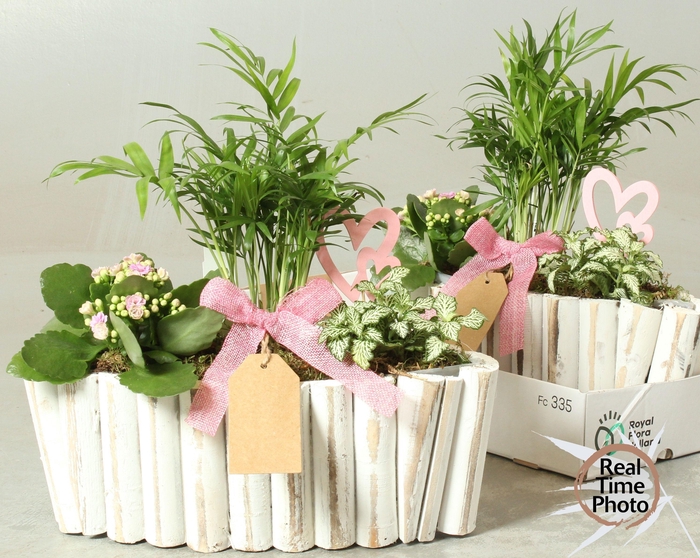 <h4>ARR KAMERPL</h4>