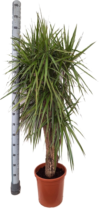 <h4>DRA MARGINATA</h4>