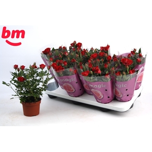 Rosa Hot Jewel Beau Monde met glitter