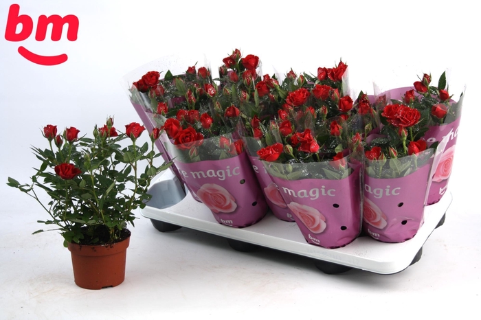 <h4>Rosa Hot Jewel Beau Monde met glitter</h4>