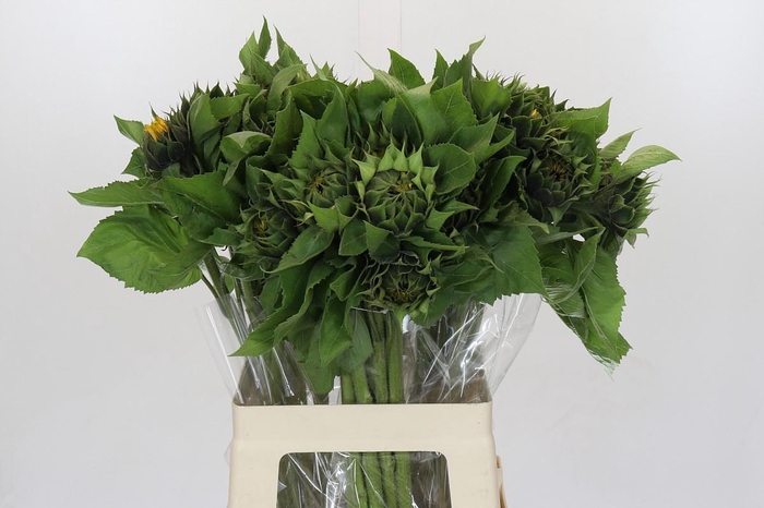 <h4>Helianthus Orange Fire</h4>