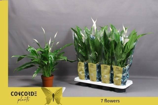 <h4>Spath Sweet Benito</h4>