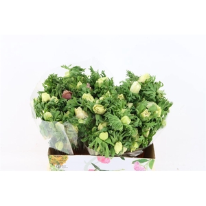 Anem Marianne Panda White