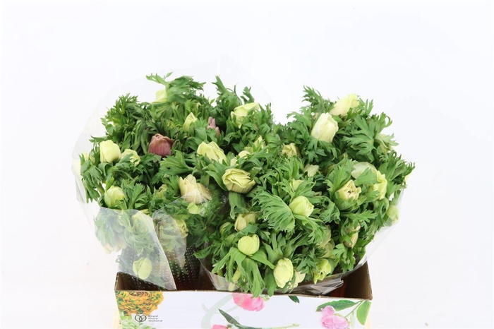 <h4>Anem Marianne Panda White</h4>