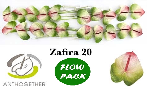 <h4>Anthurium Zafira</h4>