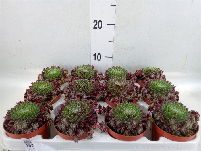 <h4>Sempervivum   ...</h4>