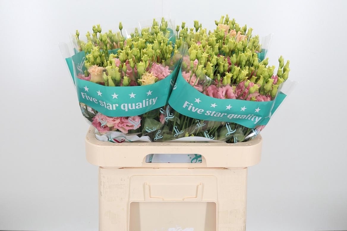 <h4>Eus G Alissa Champag</h4>