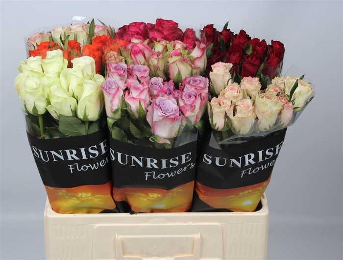 <h4>R Gr Gem In Fust</h4>