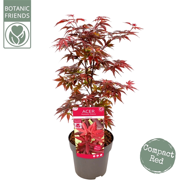 Acer palm. 'Little Red'