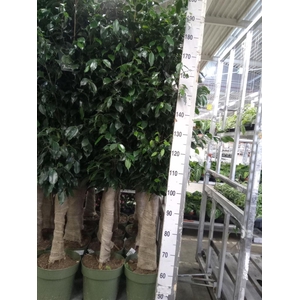 Ficus benja. 'Danielle'