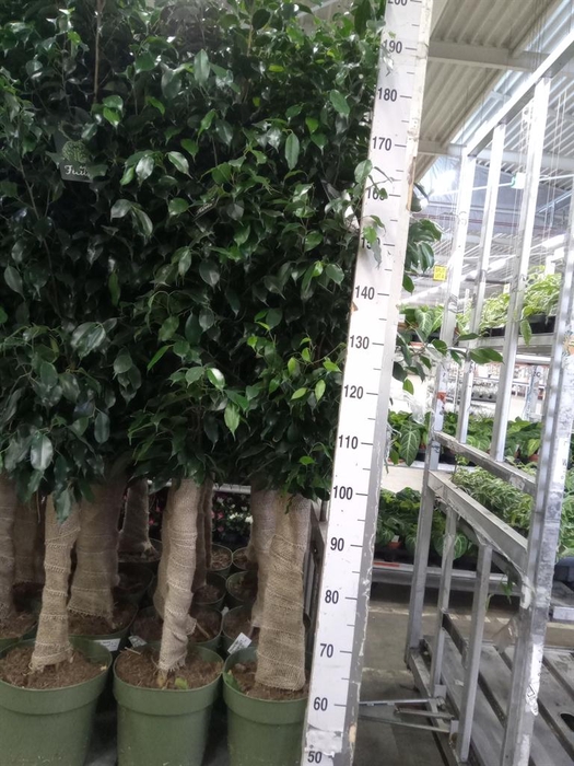 <h4>Ficus benja. 'Danielle'</h4>