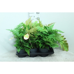 Dryopteris erythrosora