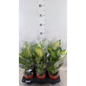 Dieffenbachia  'Compacta'