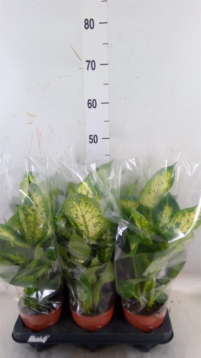 <h4>Dieffenbachia  'Compacta'</h4>