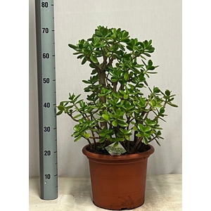 CRASS OVATA