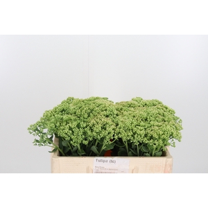 Sedum Spectabile