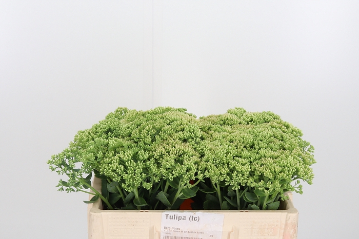 <h4>Sedum Spectabile</h4>