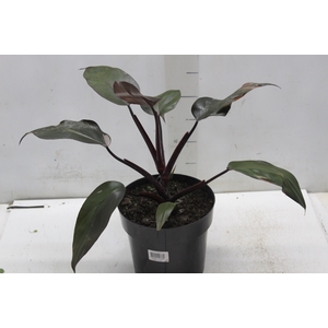 PHILODENDRON PINK PRINCESS P17