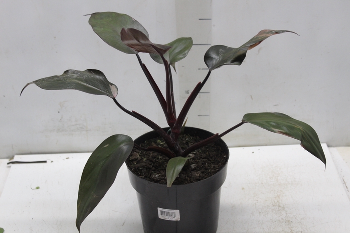 <h4>PHILODENDRON PINK PRINCESS P17</h4>