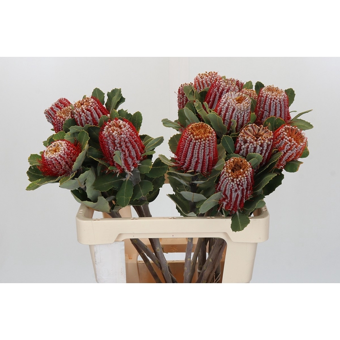 <h4>Banksia Coccinea</h4>