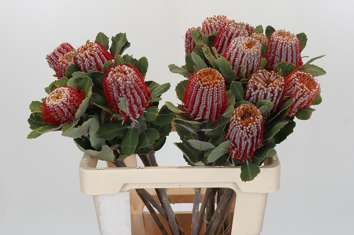 <h4>Banksia Coccinea</h4>