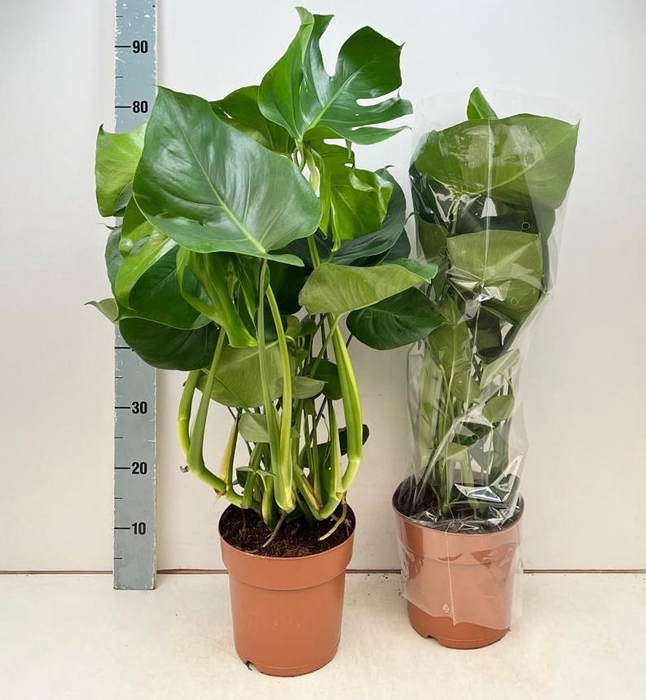 <h4>MONSTERA DELICIOSA</h4>