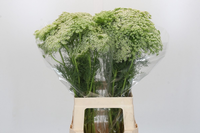 <h4>Ammi Visnaga</h4>