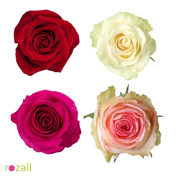 <h4>Colis Roses Mixte 60cm EC x 100 tiges</h4>