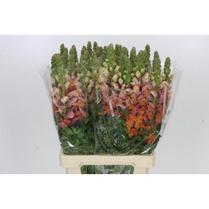 Antirrhinum Potomac Dark Orange