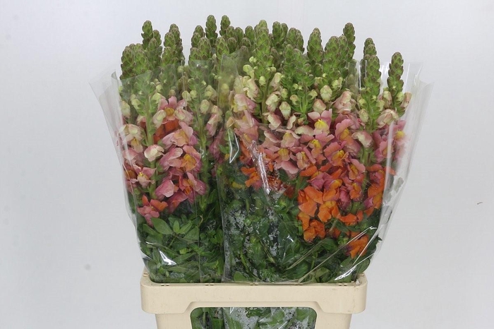 <h4>Antirrhinum Potomac Dark Orange</h4>