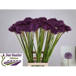 ALLIUM GLADIATOR
