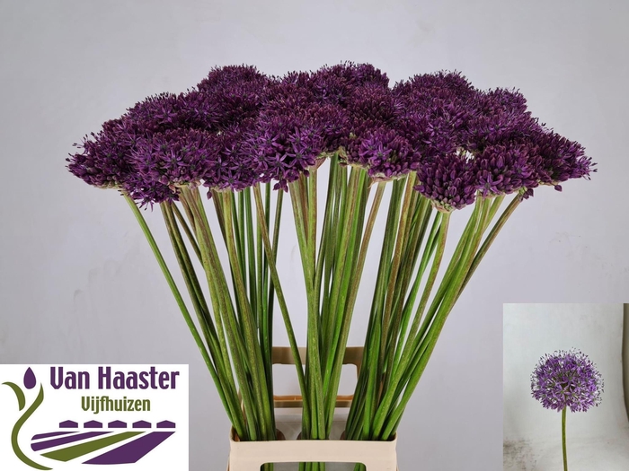 <h4>ALLIUM GLADIATOR</h4>