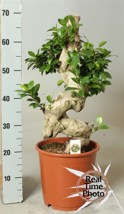 Ficus Mi Ginseng P24