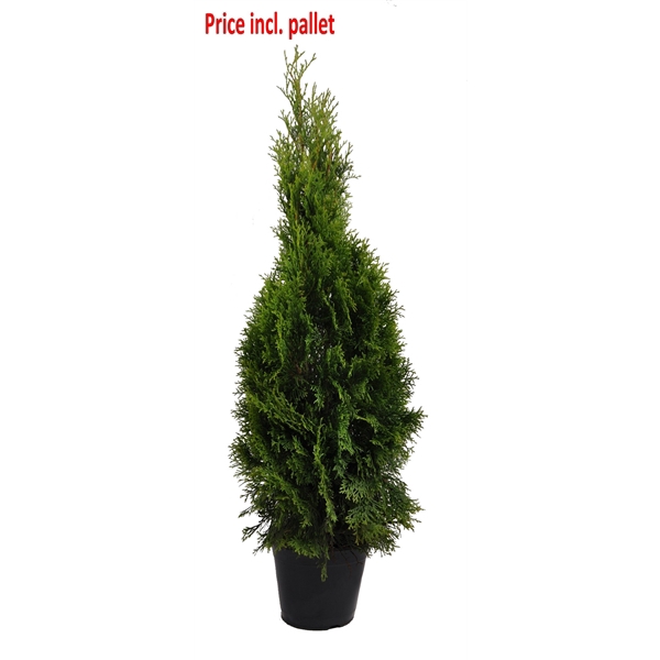 <h4>Thuja occ. Smaragd, plantmaat 80-100 cm - Rondgestoken - PALLET</h4>