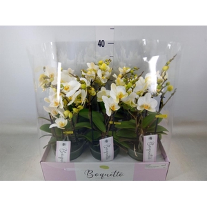 Phalaenopsis multi.   ...white