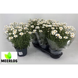 Argyranthemum frutescens overig