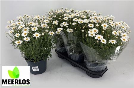 <h4>Argyranthemum frutescens overig</h4>