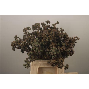 Euc Berry Clock Per Bunch