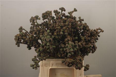 <h4>Euc Berry Clock Per Bunch</h4>