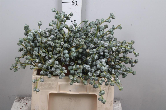 <h4>Euc Globulus Bs</h4>