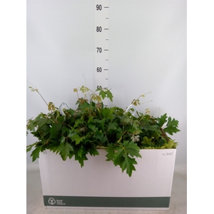 Cissus rhombifolia 'Ellen Danica'
