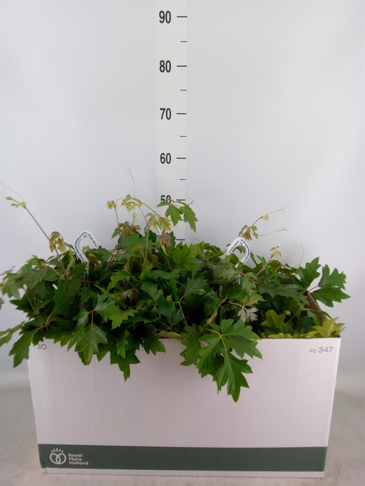 <h4>Cissus rhombifolia 'Ellen Danica'</h4>