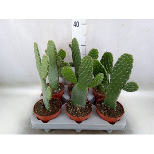 Opuntia