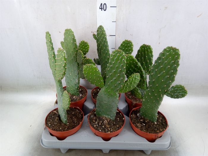 <h4>Opuntia</h4>