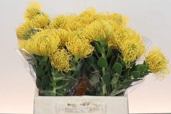 <h4>Nutans High Gold</h4>