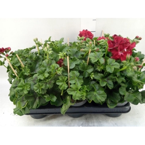 Pelargonium pelt.   ...