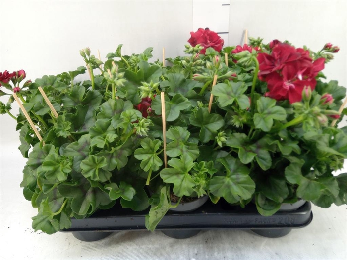 <h4>Pelargonium pelt.   ...</h4>