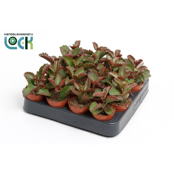 <h4>Kalanchoë Pinatum</h4>